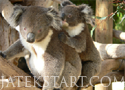 Austrailian Koala Bears Játékok